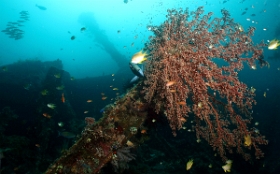 Bali 2016 - Liberty - Corail - IMG_5796_rc